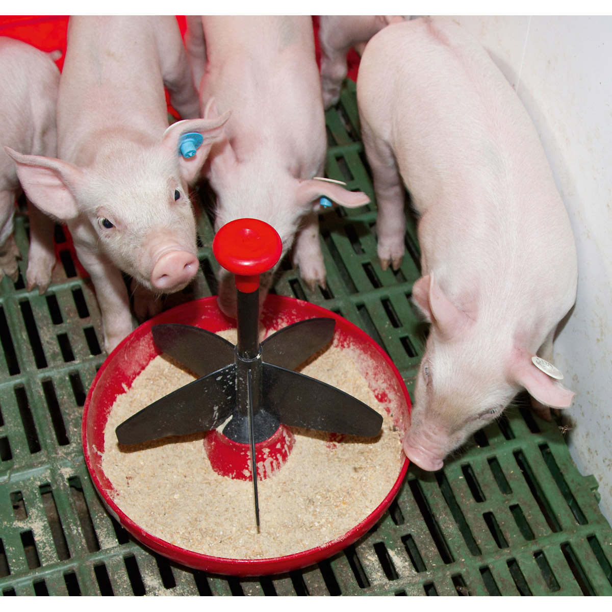 Kerbl Ferkelschale Mini-Piglet