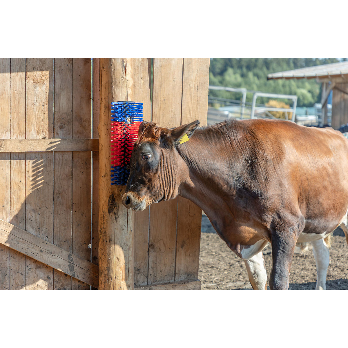 Kerbl Halbrunde Kratzbürste blau-rot