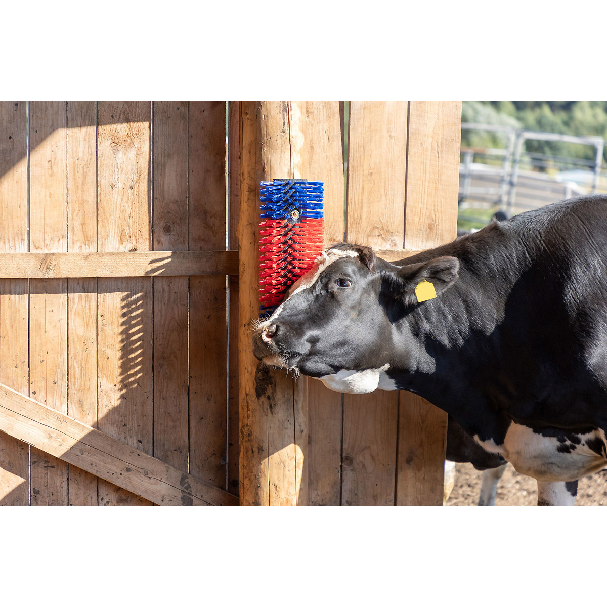Kerbl Halbrunde Kratzbürste blau-rot
