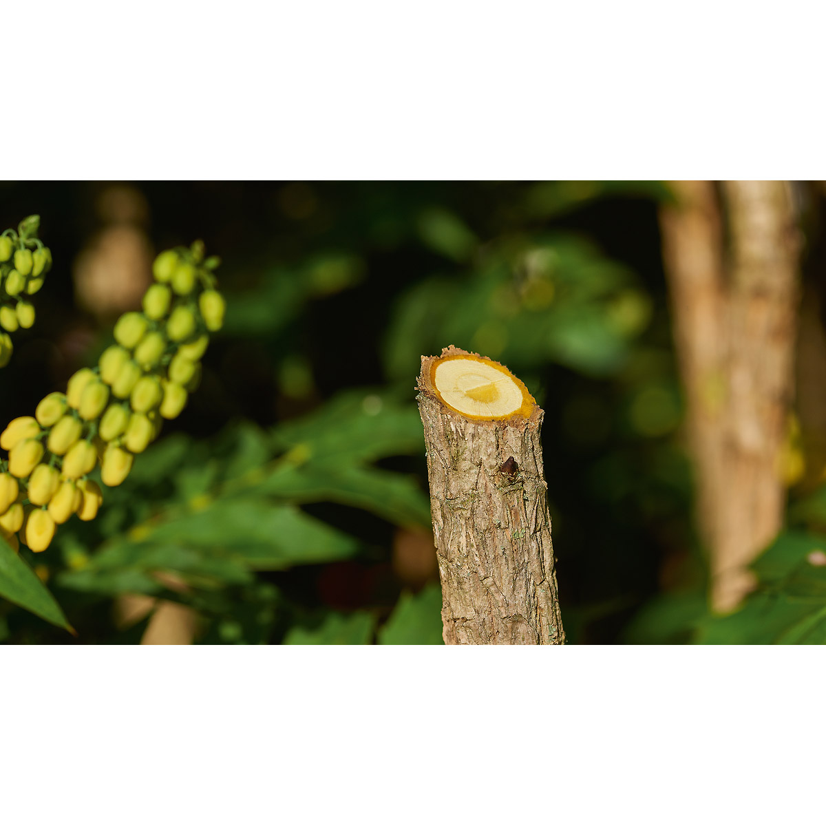 Bosch Akku-Gartenschere EasyPrune