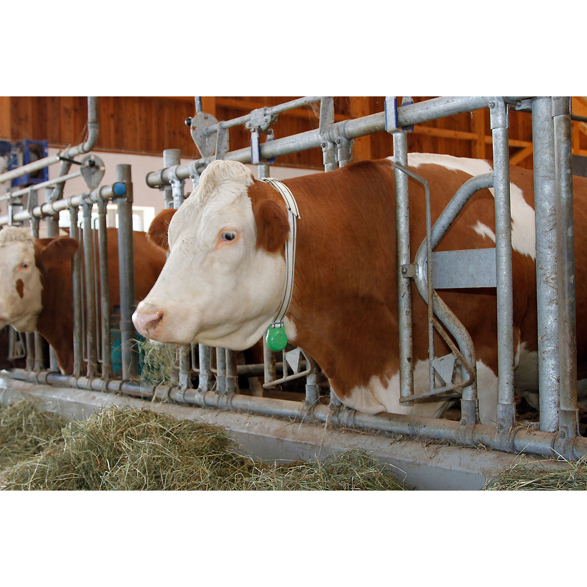 Kerbl Gewicht für Halsbänder 500g