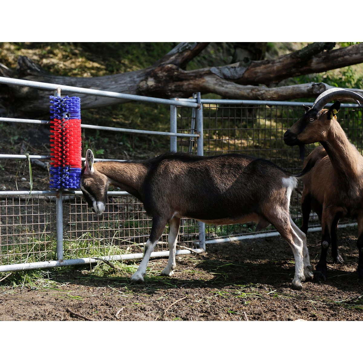 Kerbl Halbrunde Kratzbürste blau-rot