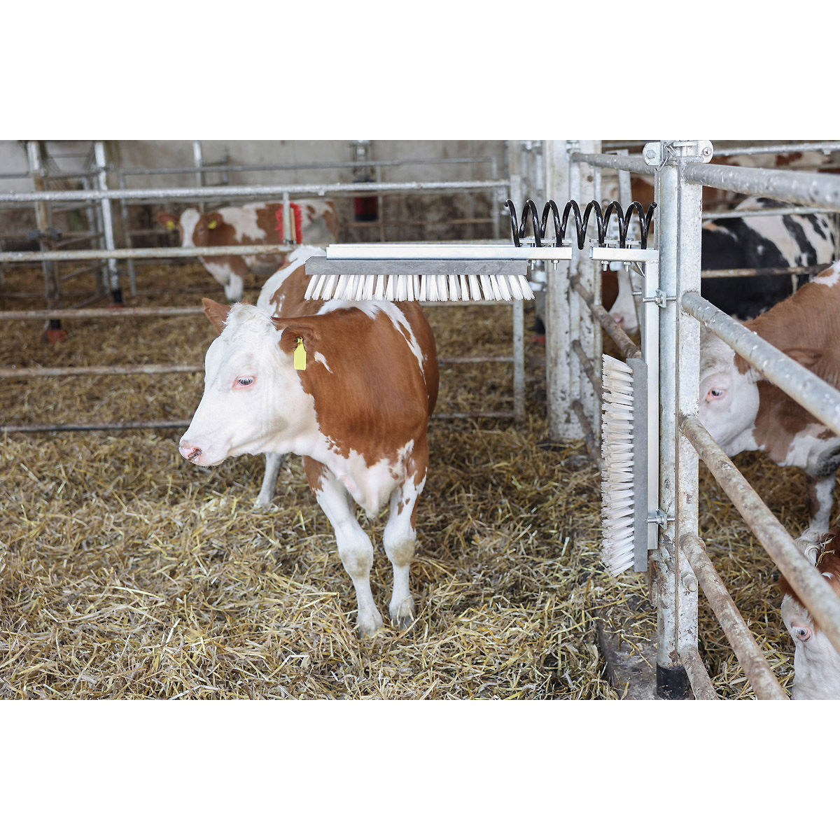 Kerbl Viehbürste "TEXAS"